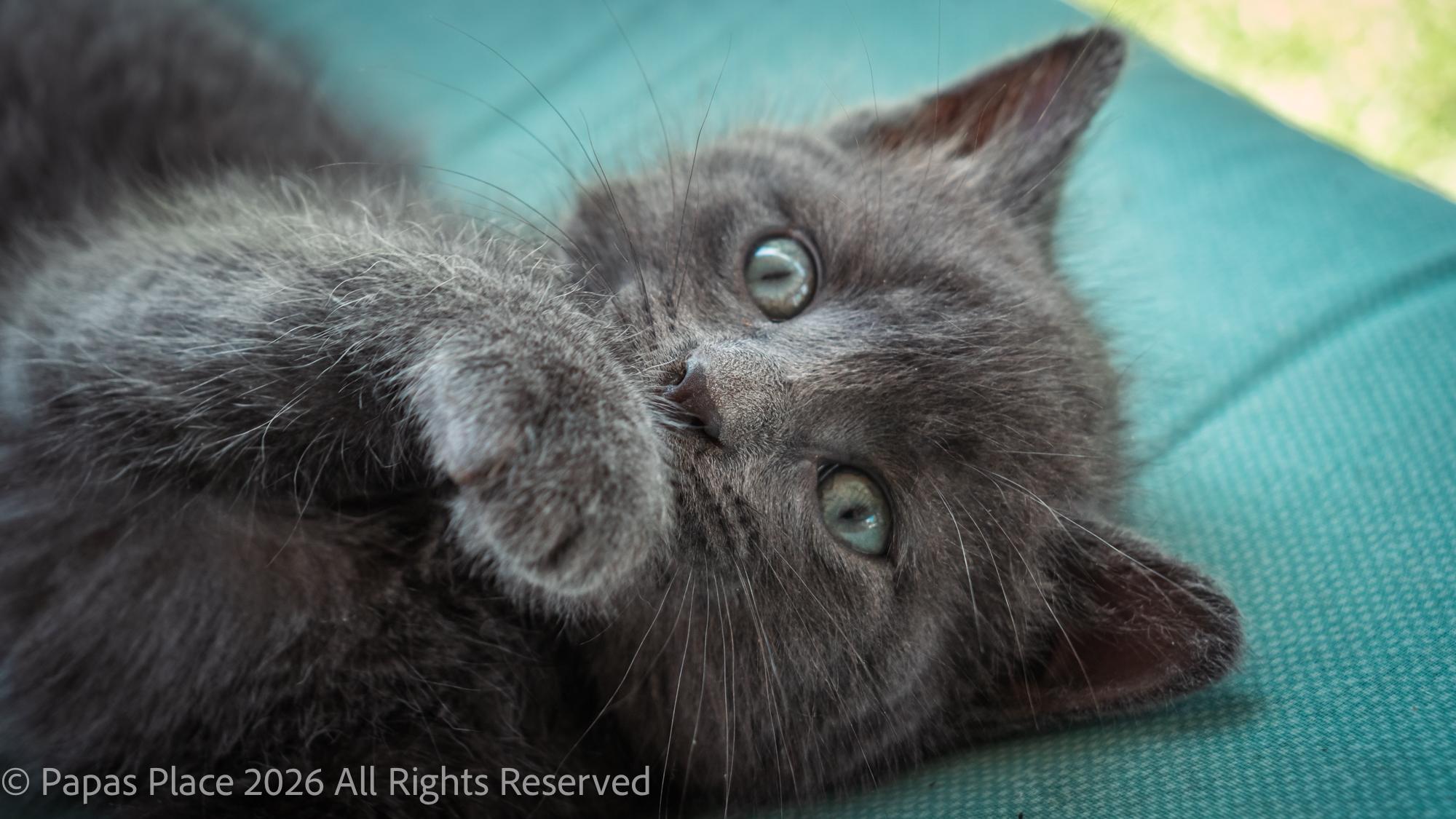 Enlarge Smokey, a Adopted mixed breed in Mexico, MO image 4/6