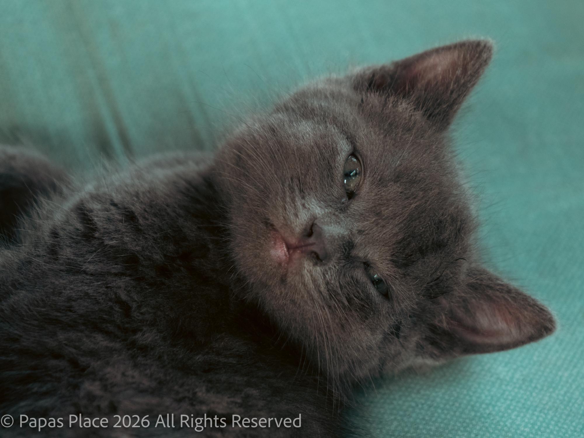Enlarge Smokey, a Adopted mixed breed in Mexico, MO image 5/6