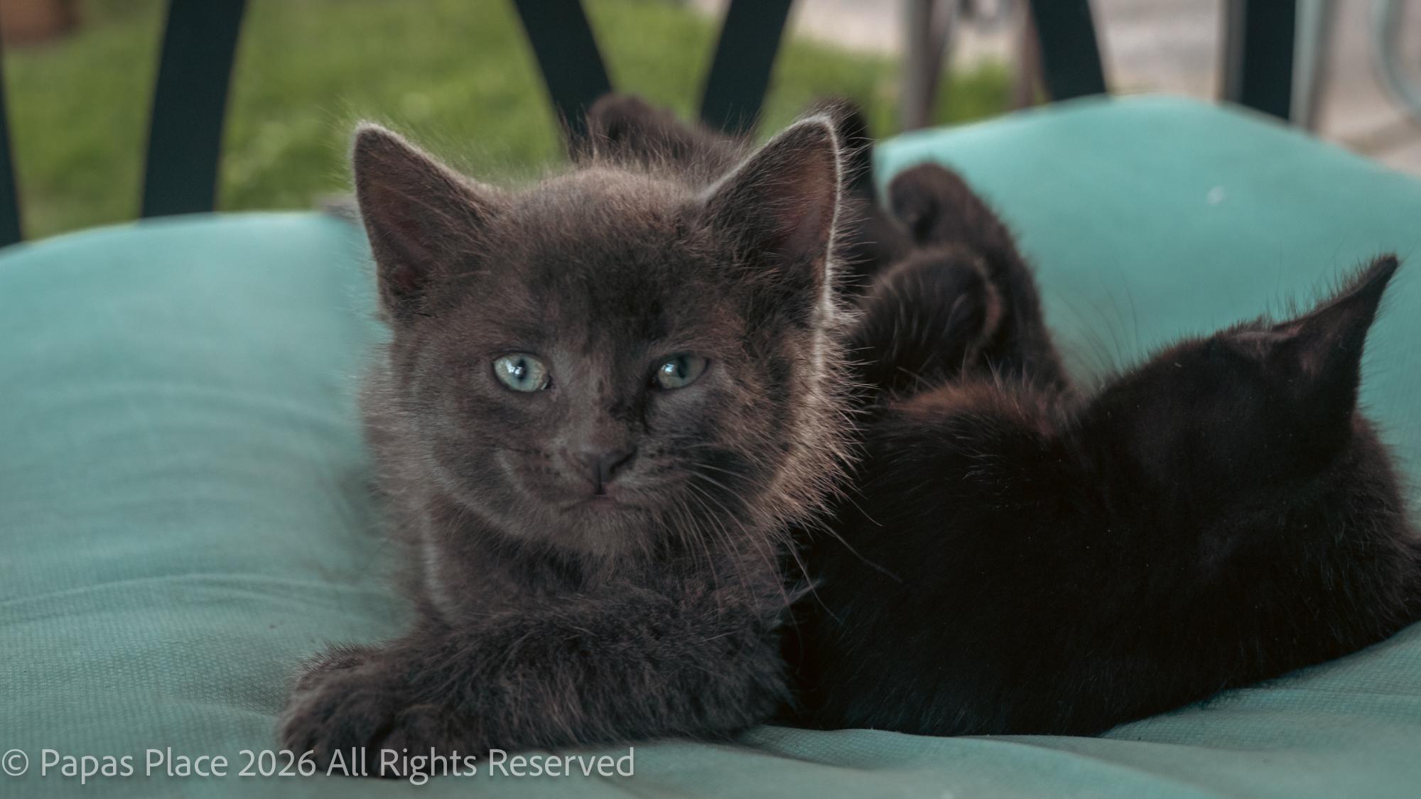 Enlarge Smokey, a Adopted mixed breed in Mexico, MO image 6/6