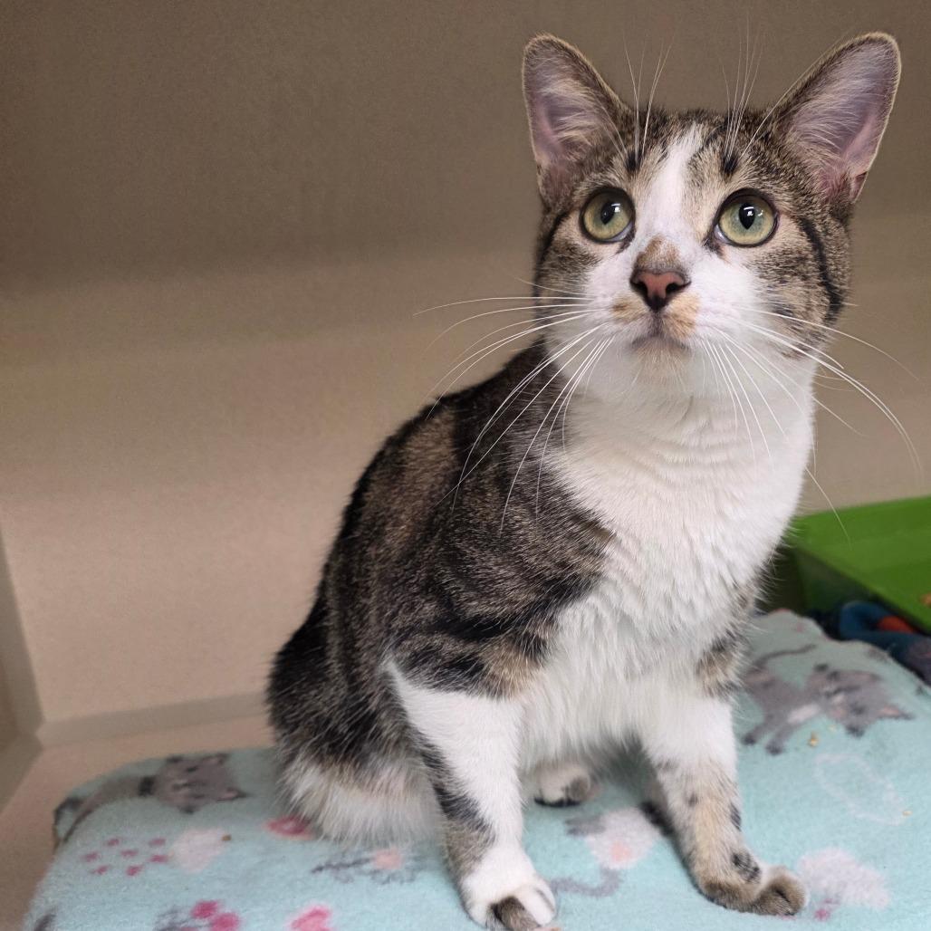 Latte, Adoptable, Young Female Domestic Short Hair.