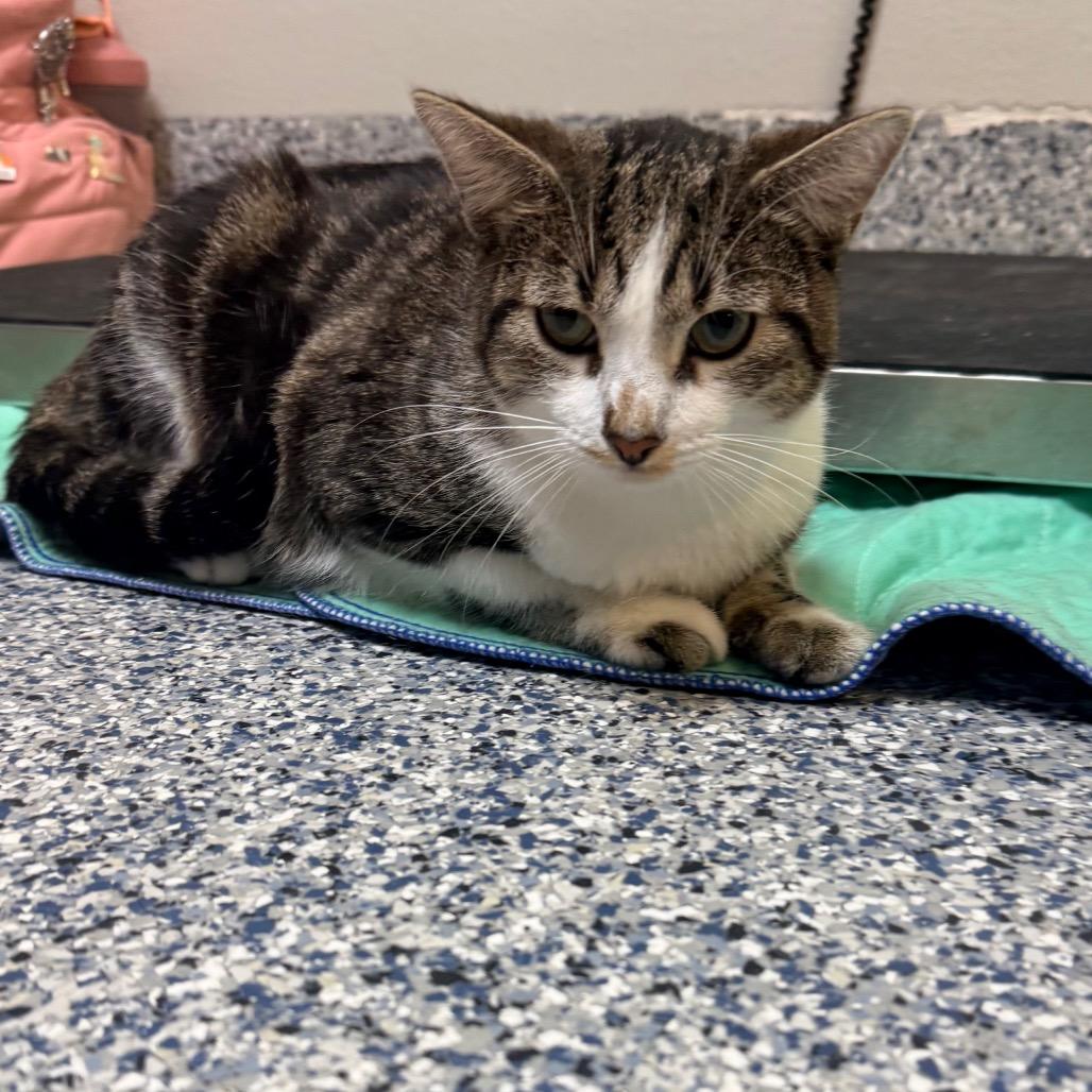 Enlarge Latte, a Adoptable Domestic Short Hair in Great Falls, MT image 2/2