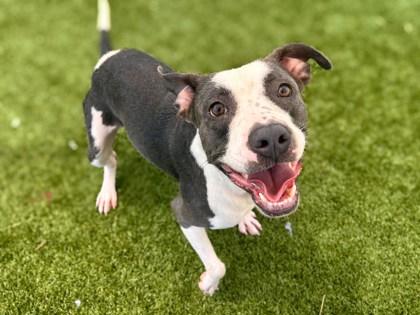 Enlarge Timmy Turner, a Adoptable mixed breed in Gainesville, FL image 1/1