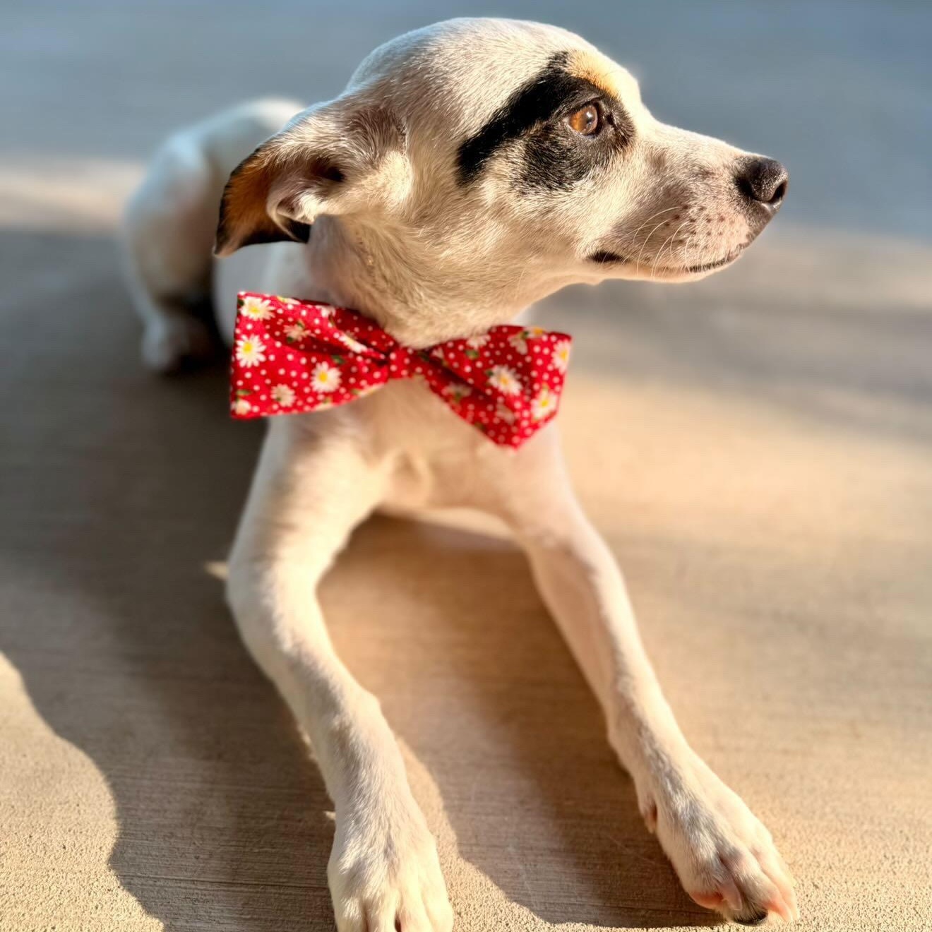 BRUNO, an adopted Jack Russell Terrier in Falls Church, VA image 3/6
