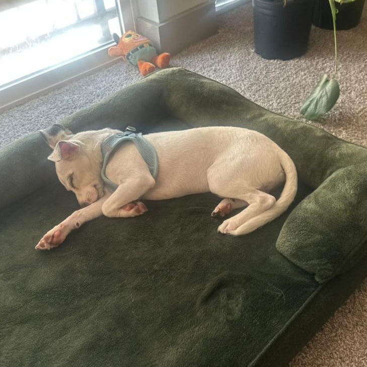 BRUNO, an adopted Jack Russell Terrier in Falls Church, VA image 6/6
