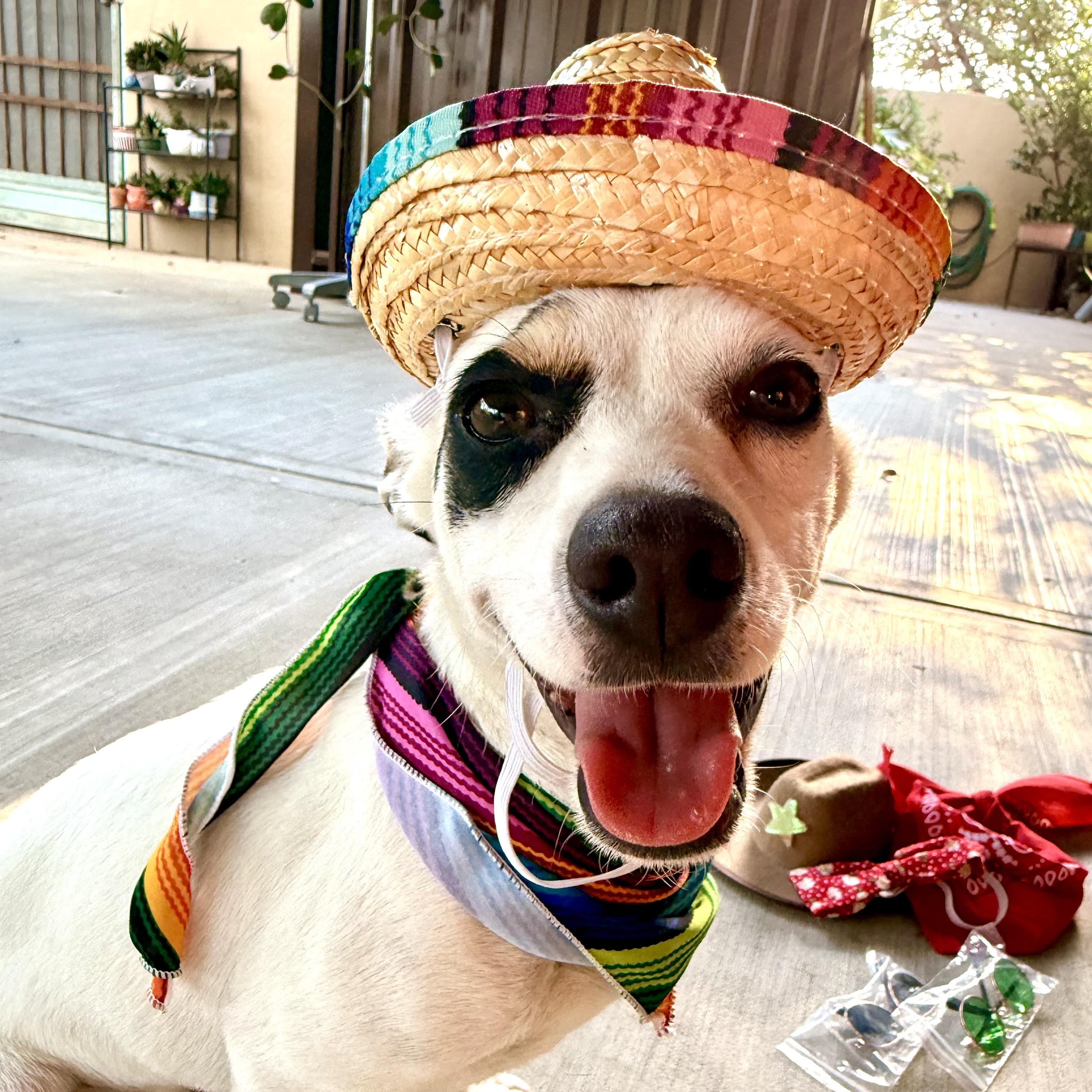 BRUNO, an adopted Jack Russell Terrier in Falls Church, VA image 2/6