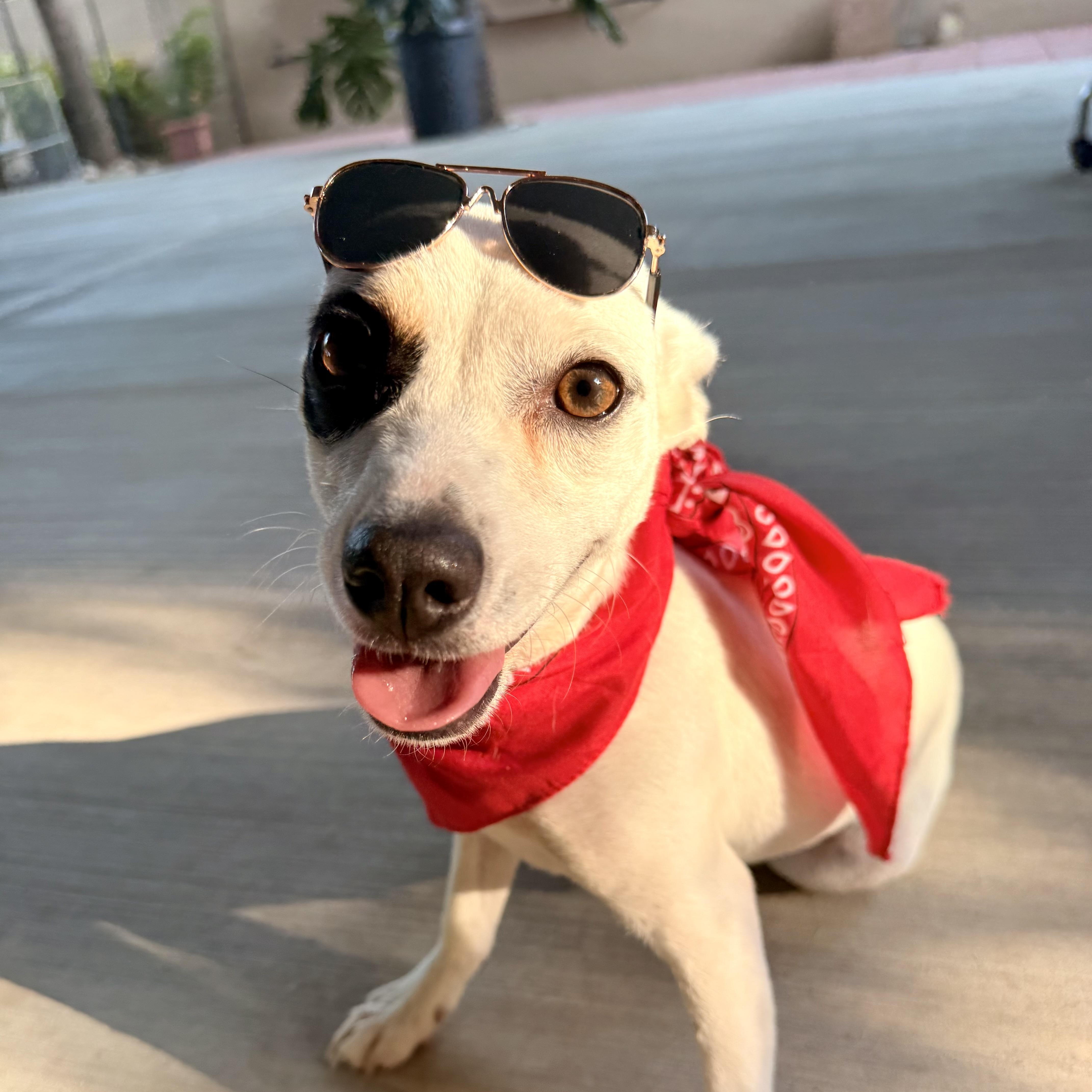 BRUNO, adopted, Young Male Jack Russell Terrier.