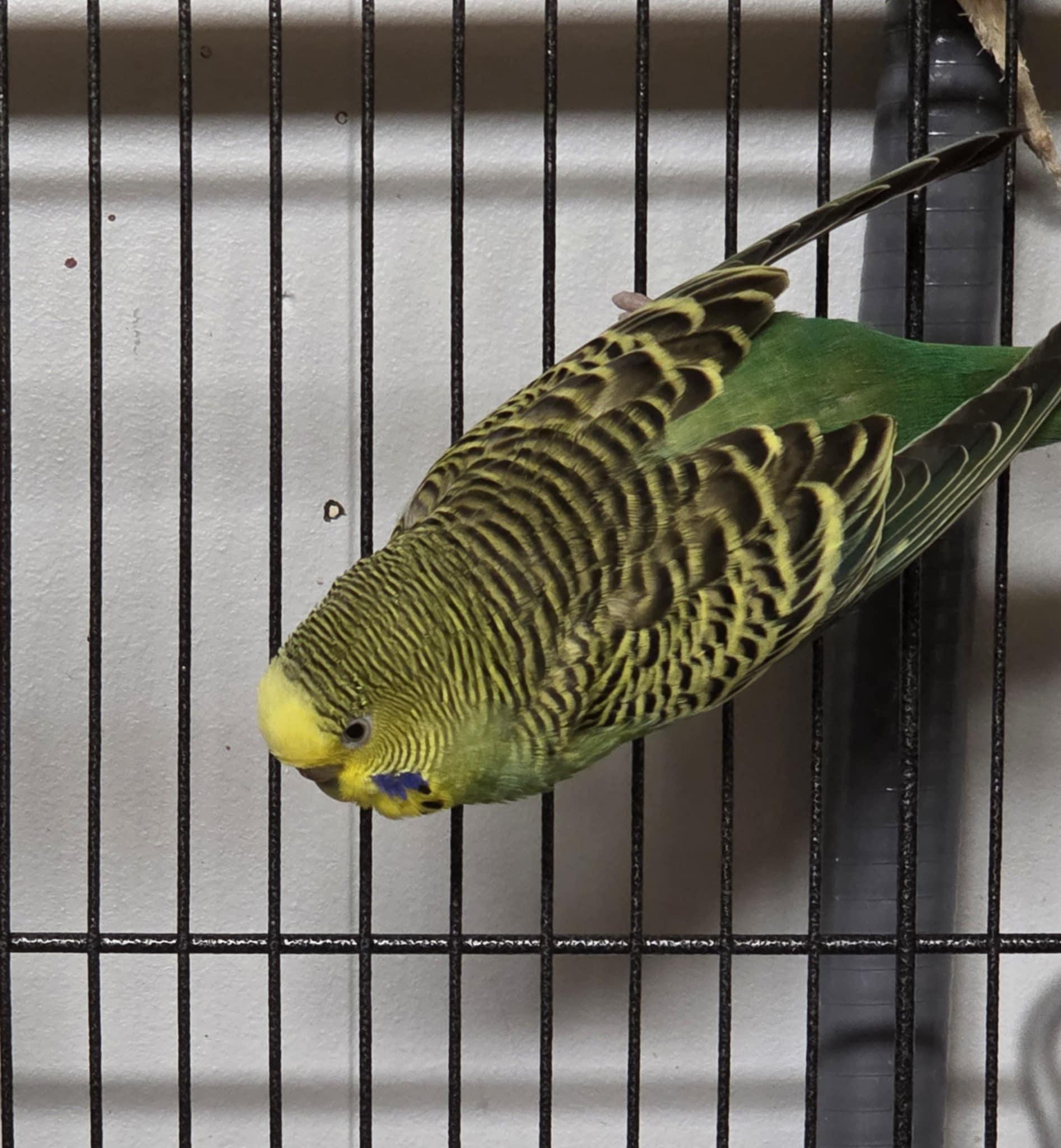 Athena, Adult Female unknown