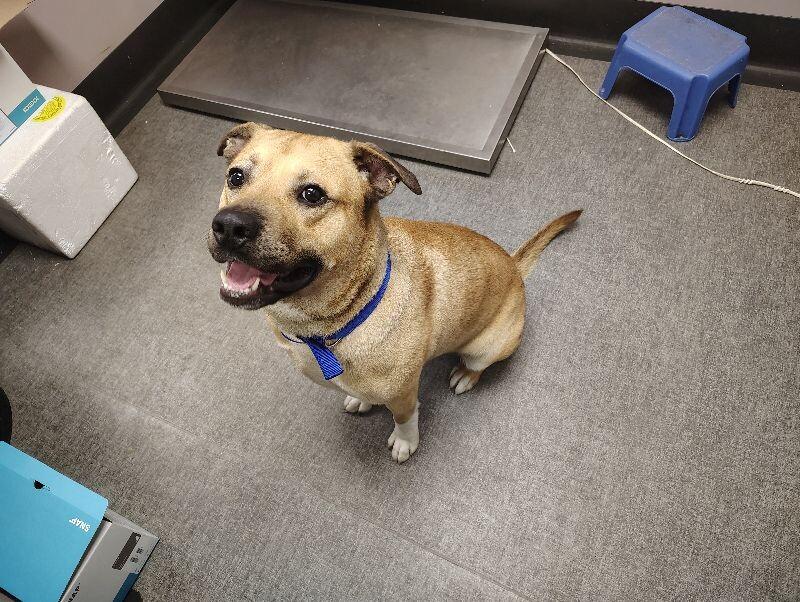 Clyde, Adoptable, Adult Male Mixed Breed.