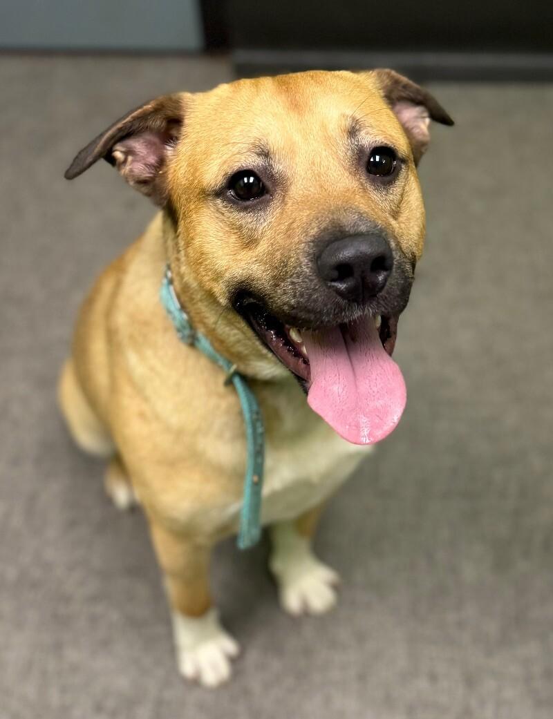 Enlarge Clyde, a Adoptable Mixed Breed in Osseo, MI image 2/6