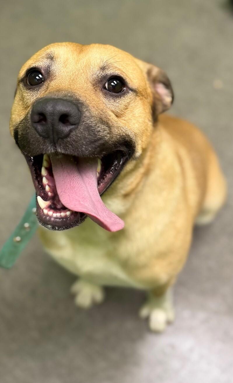 Enlarge Clyde, a Adoptable Mixed Breed in Osseo, MI image 3/6