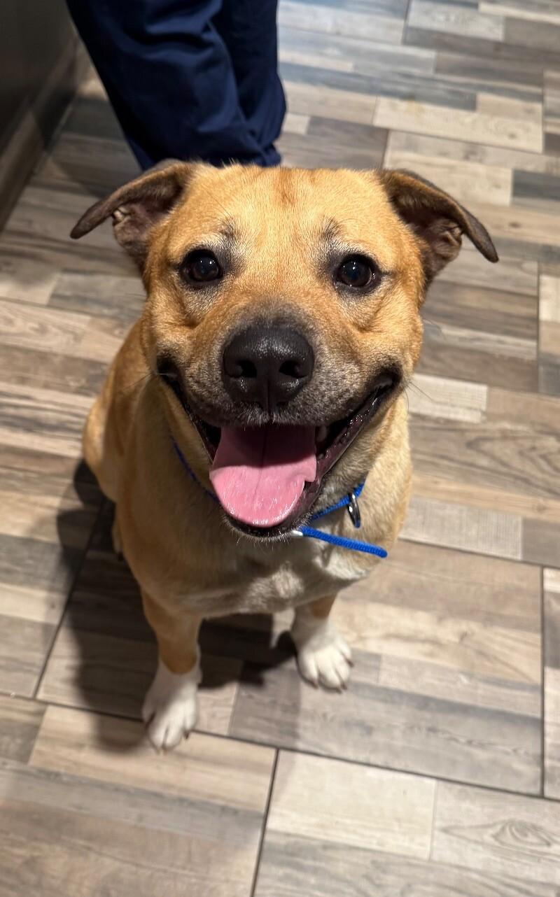 Enlarge Clyde, a Adoptable Mixed Breed in Osseo, MI image 4/6