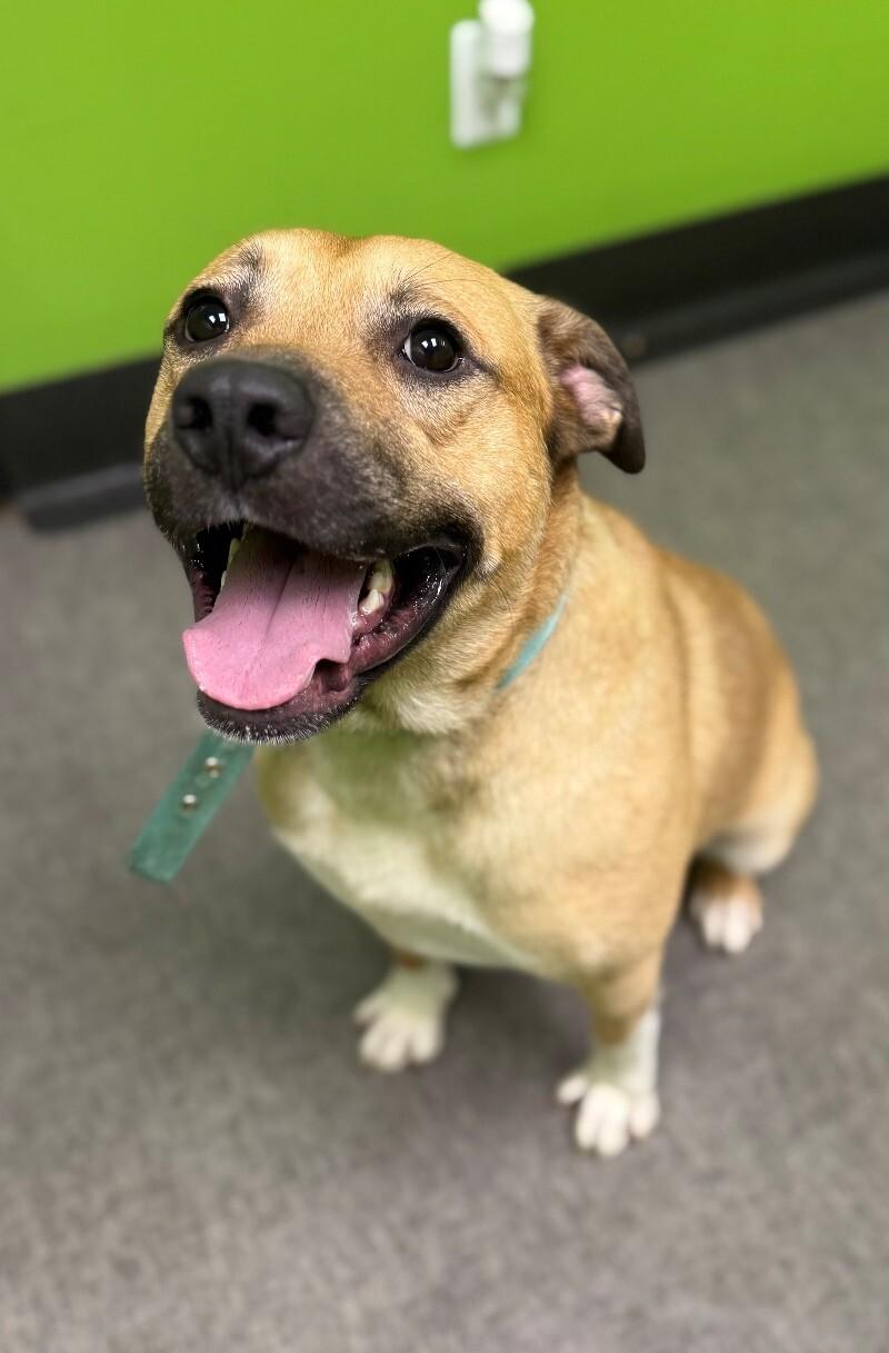 Enlarge Clyde, a Adoptable Mixed Breed in Osseo, MI image 5/6