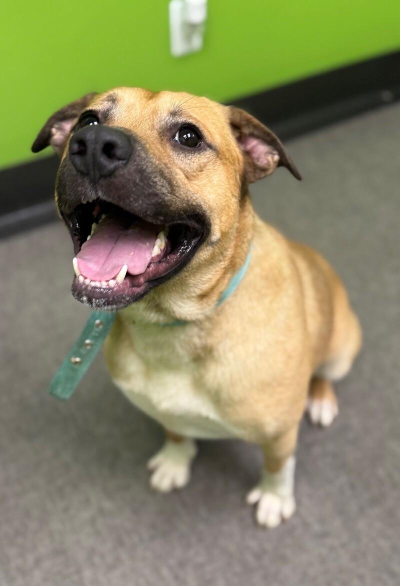 Enlarge Clyde, a Adoptable Mixed Breed in Osseo, MI image 6/6