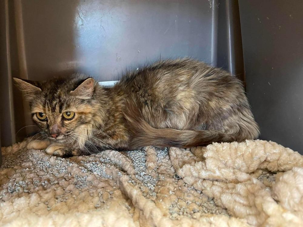 Bug, a Adoptable Domestic Short Hair in Bolivar, MO image 1/2
