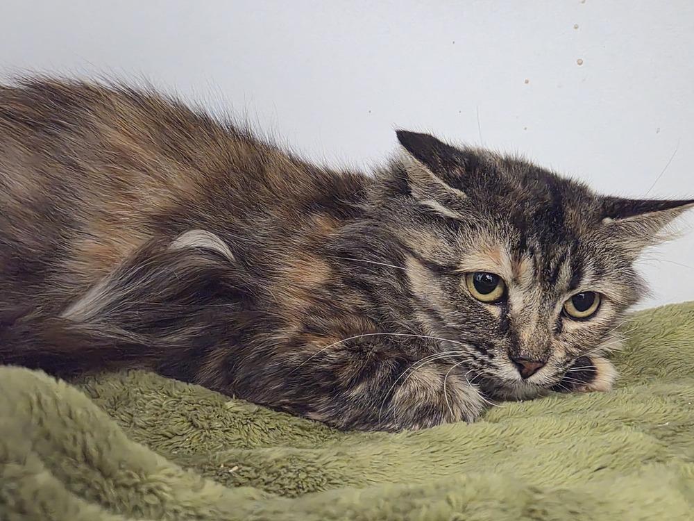 Bug, a Adoptable Domestic Short Hair in Bolivar, MO image 2/2