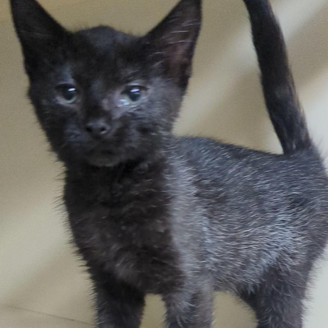 Opossum , adopted, Kitten Male Domestic Short Hair.