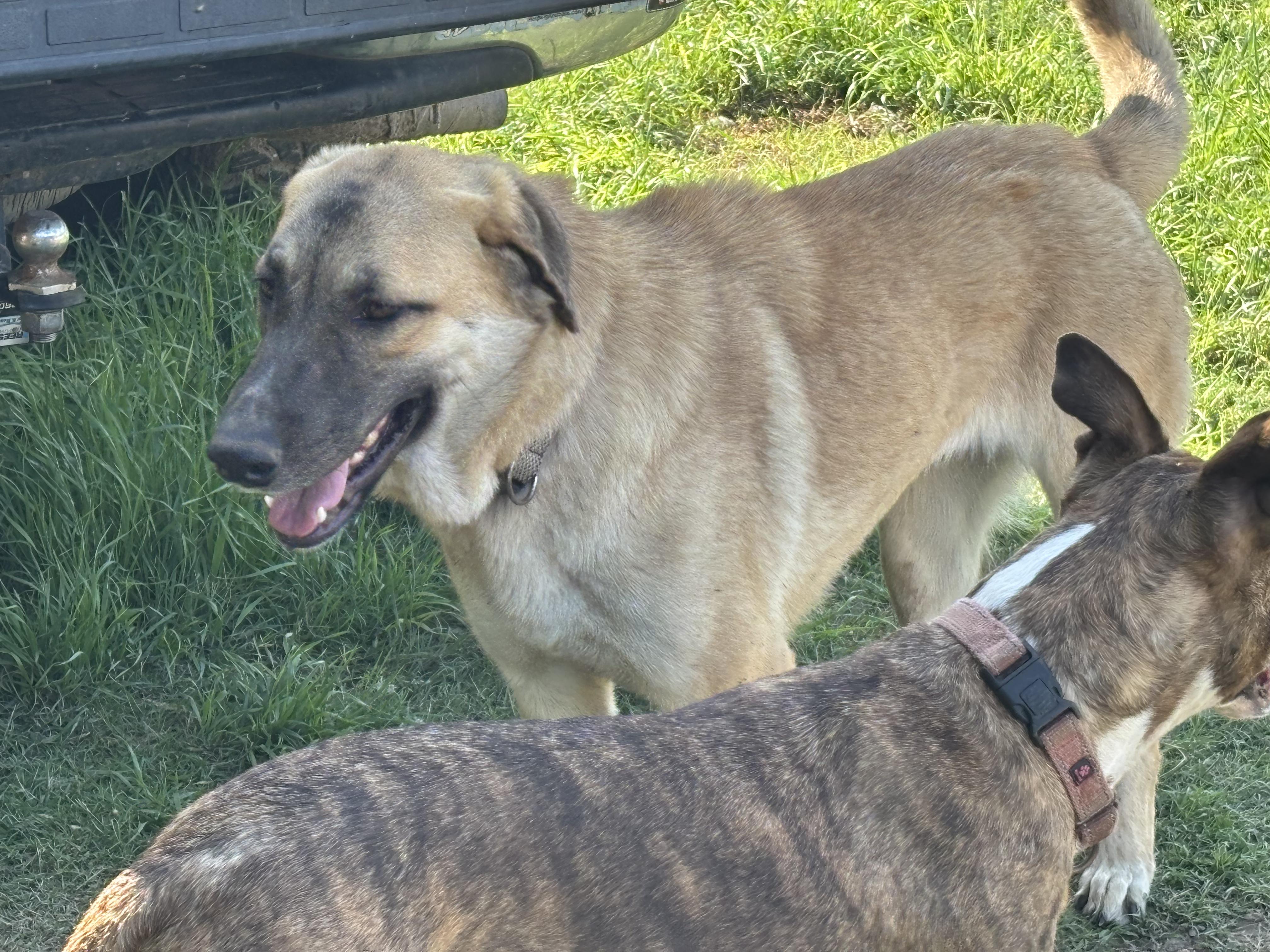 Enlarge "LIL' BIT", a Adoptable Anatolian Shepherd in Rockdale, TX image 4/4