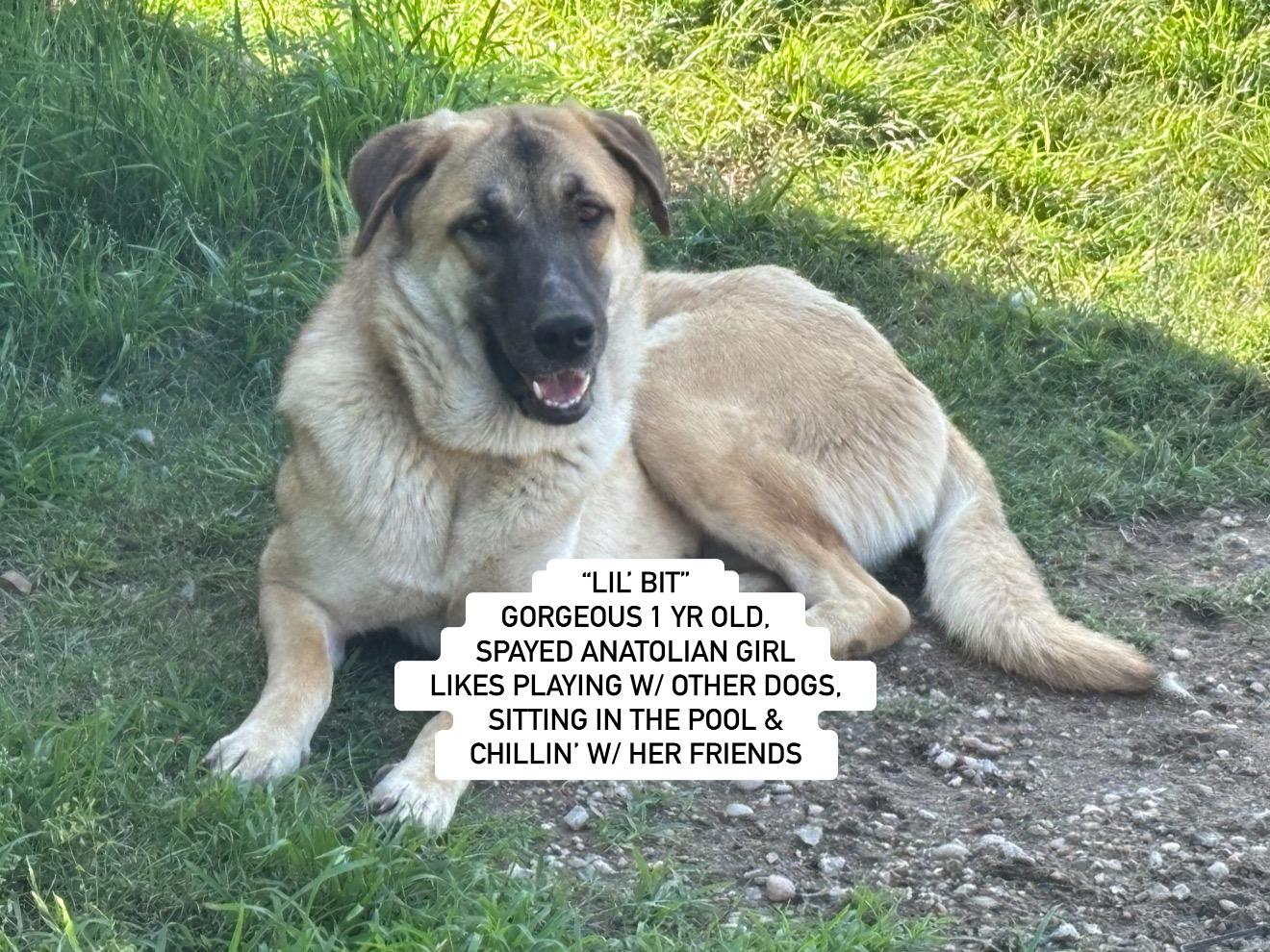 Enlarge "LIL' BIT", a Adoptable Anatolian Shepherd in Rockdale, TX image 1/4