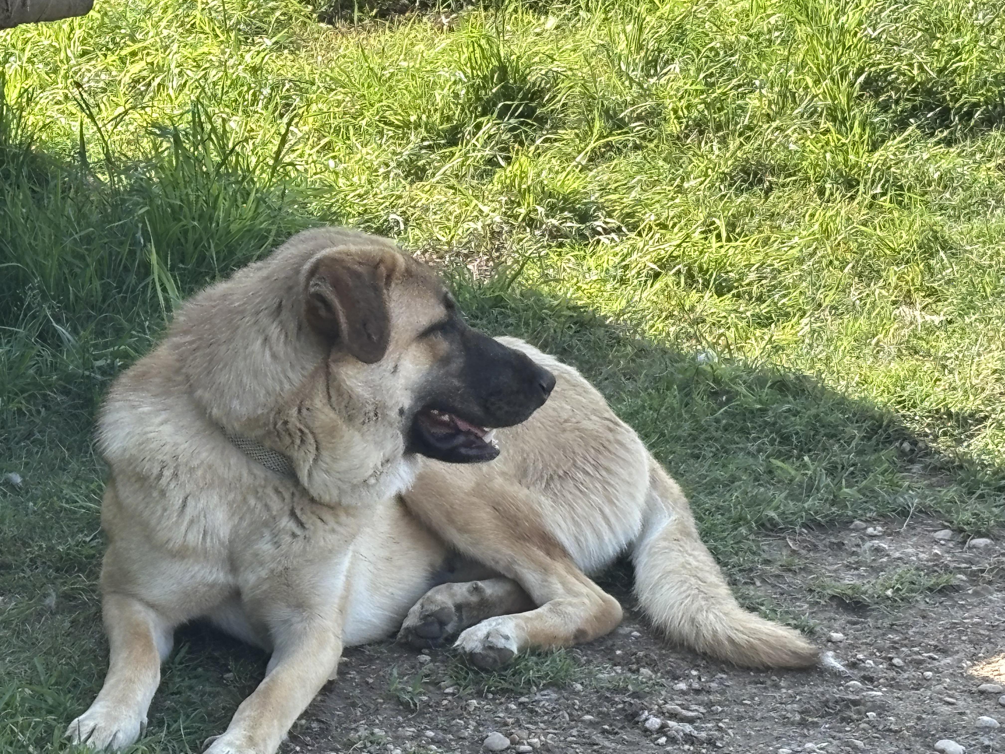 Enlarge "LIL' BIT", a Adoptable Anatolian Shepherd in Rockdale, TX image 2/4