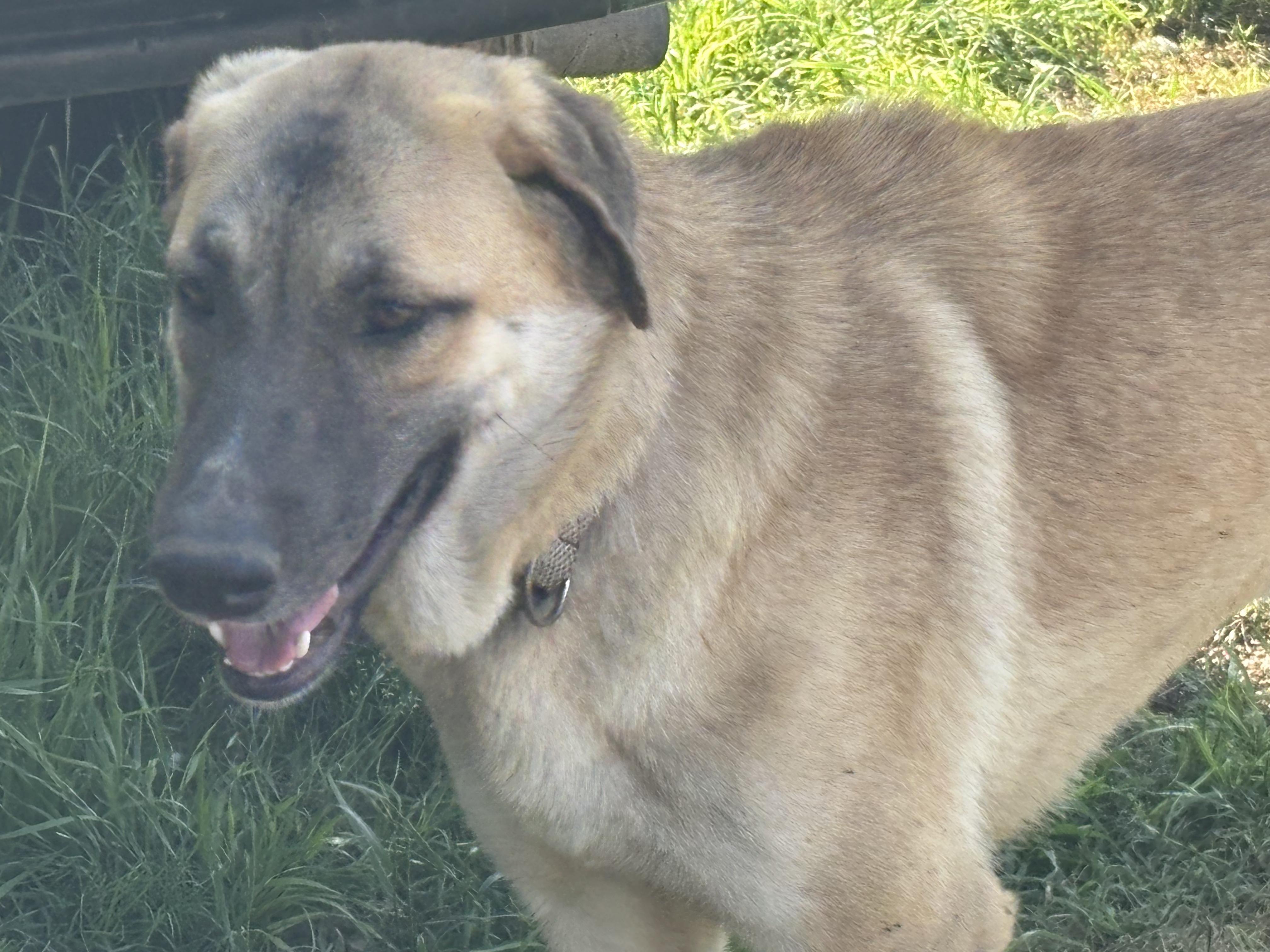 Enlarge "LIL' BIT", a Adoptable Anatolian Shepherd in Rockdale, TX image 3/4