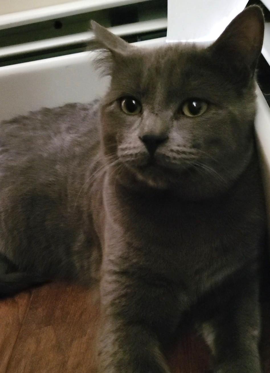 Lulu, adopted, Young Male Domestic Short Hair.