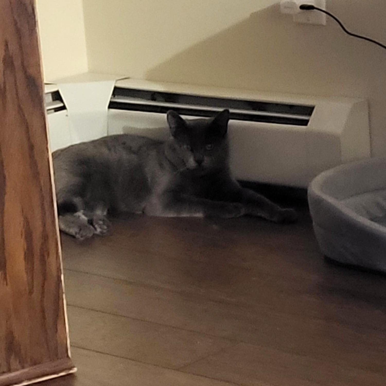 Enlarge Lulu, an adopted Domestic Short Hair in Calgary, AB image 4/4