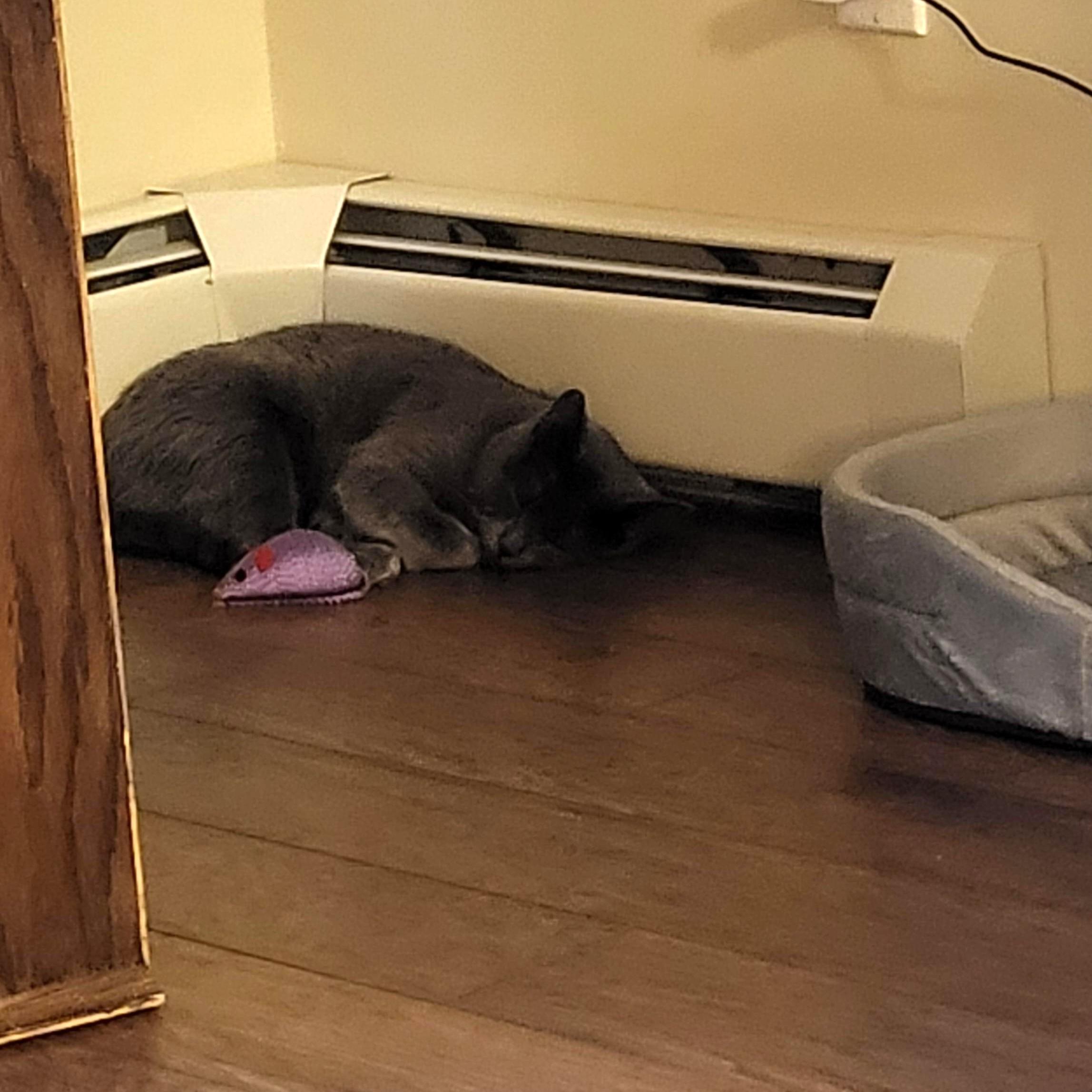 Enlarge Lulu, an adopted Domestic Short Hair in Calgary, AB image 3/4