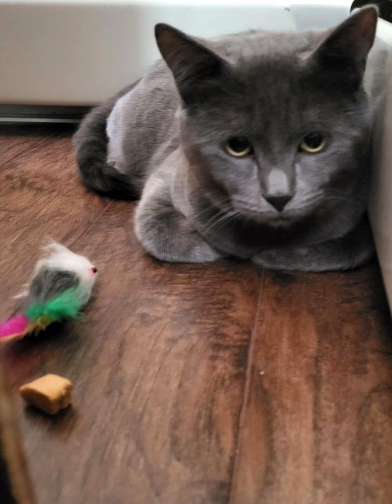 Enlarge Lulu, an adopted Domestic Short Hair in Calgary, AB image 2/4