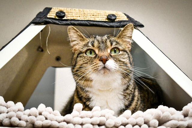 Faith, Adoptable, Adult Female Domestic Short Hair.