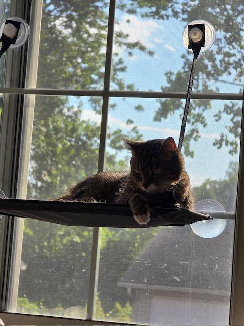 Enlarge Faith, a Adoptable Domestic Short Hair in Holland, MI image 2/3