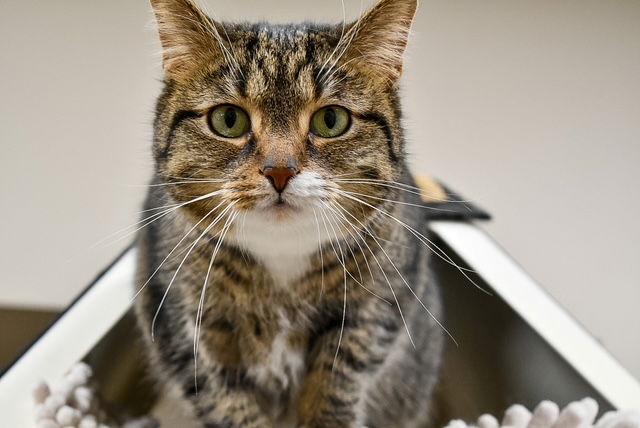 Enlarge Faith, a Adoptable Domestic Short Hair in Holland, MI image 3/3