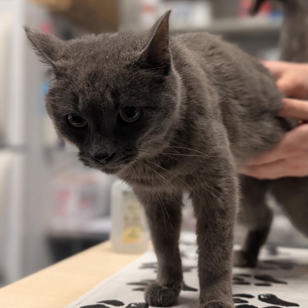 Enlarge Yay!, a Adoptable Domestic Short Hair in St. Paul, MN image 1/1