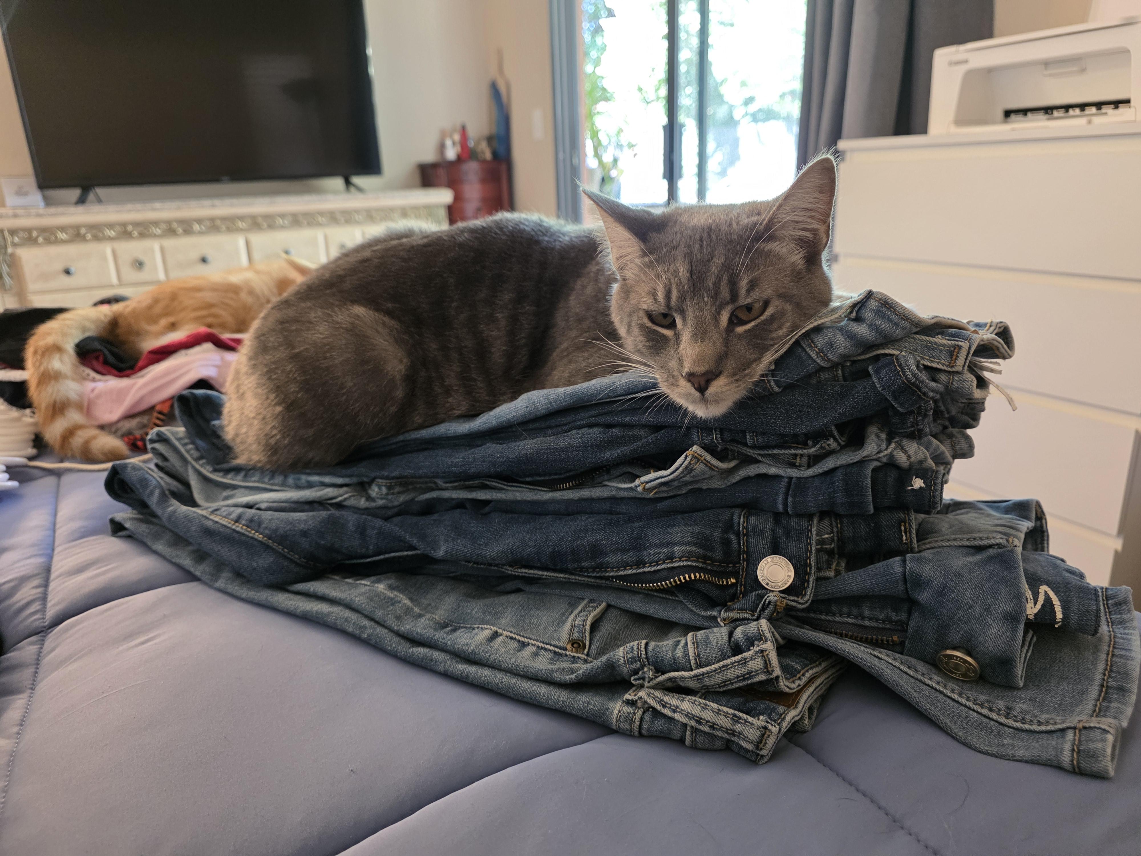 Silver, an adoptable Tabby in Vacaville, CA image 6/6