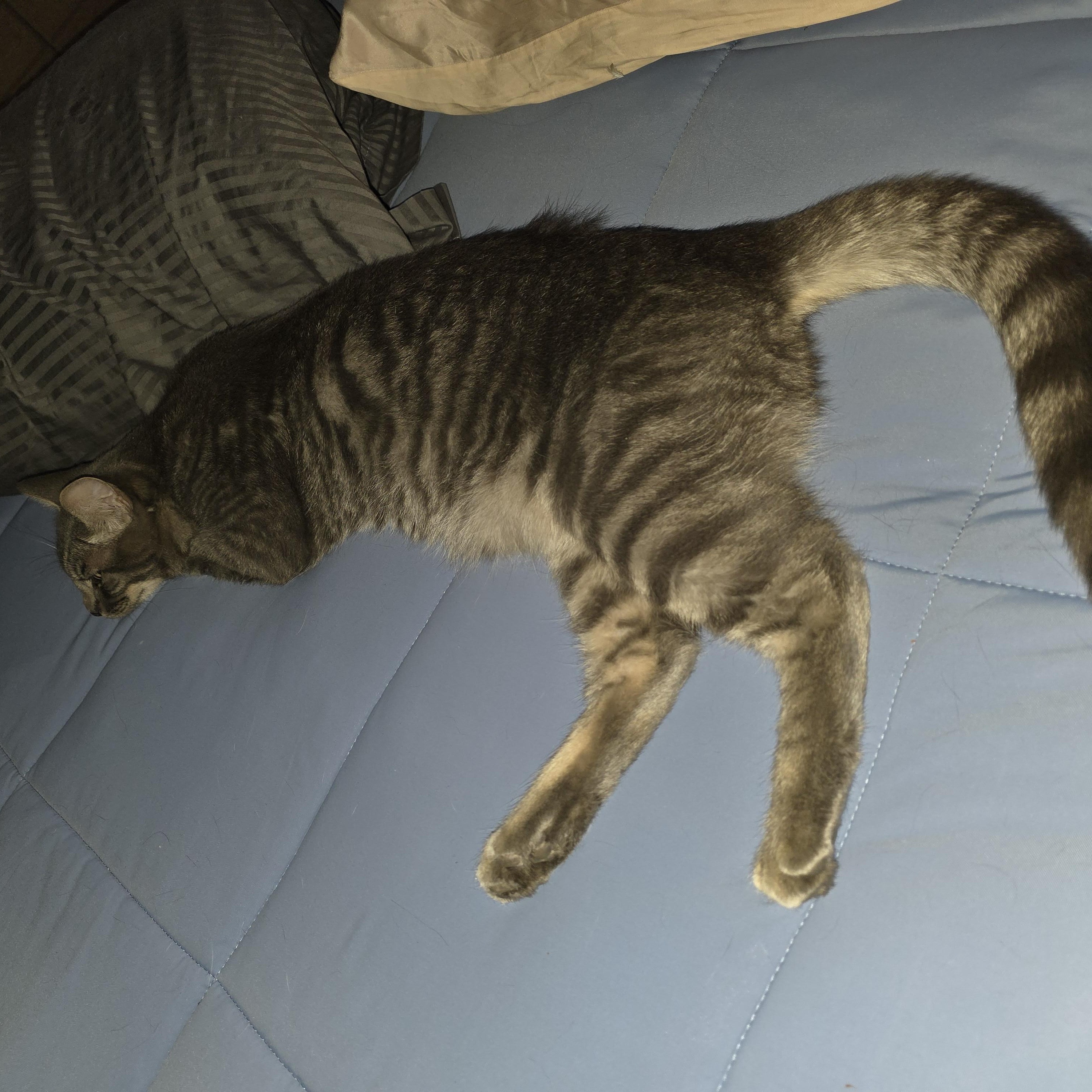 Silver, an adoptable Tabby in Vacaville, CA image 1/6