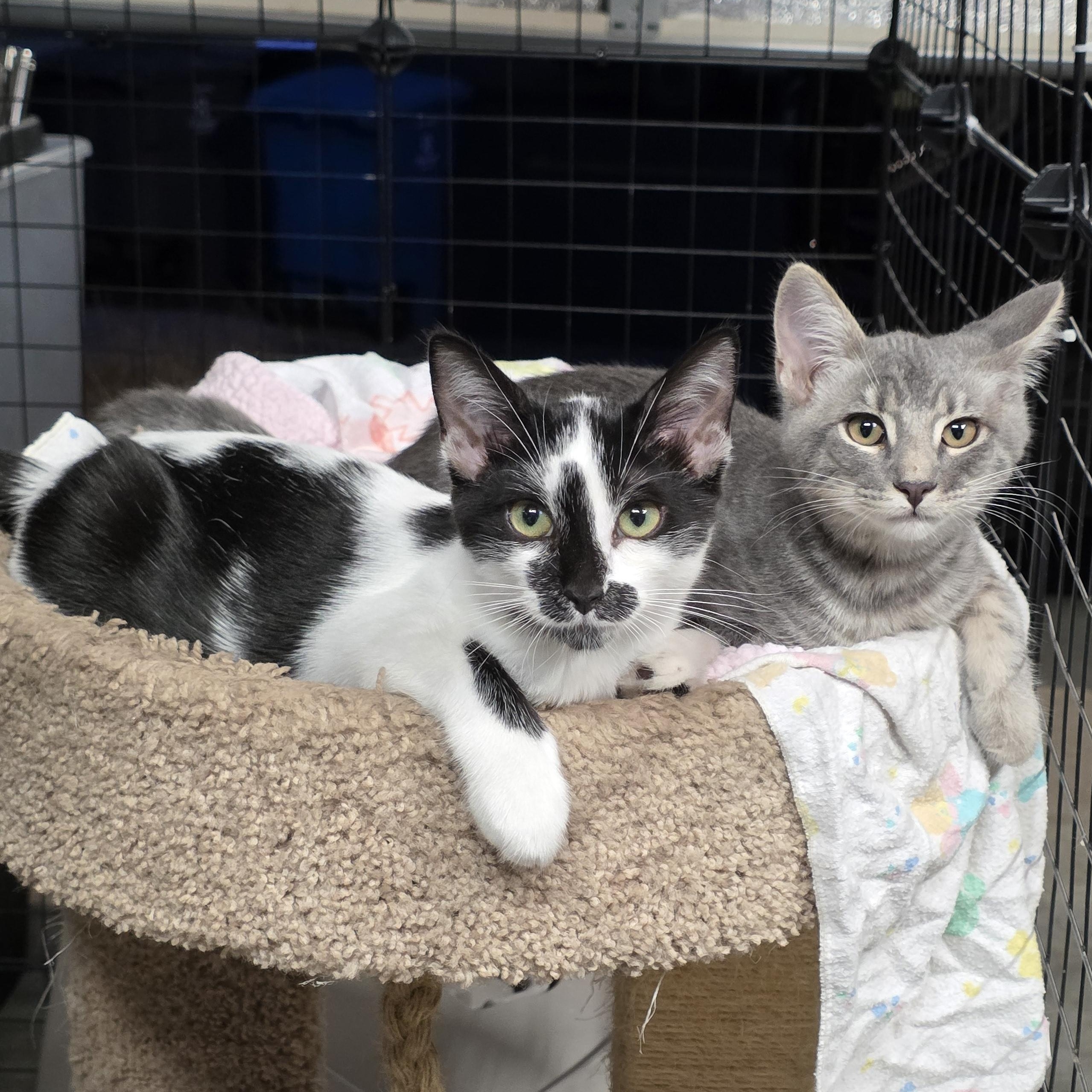 Silver, a Adoptable Tabby in Vacaville, CA image 2/2