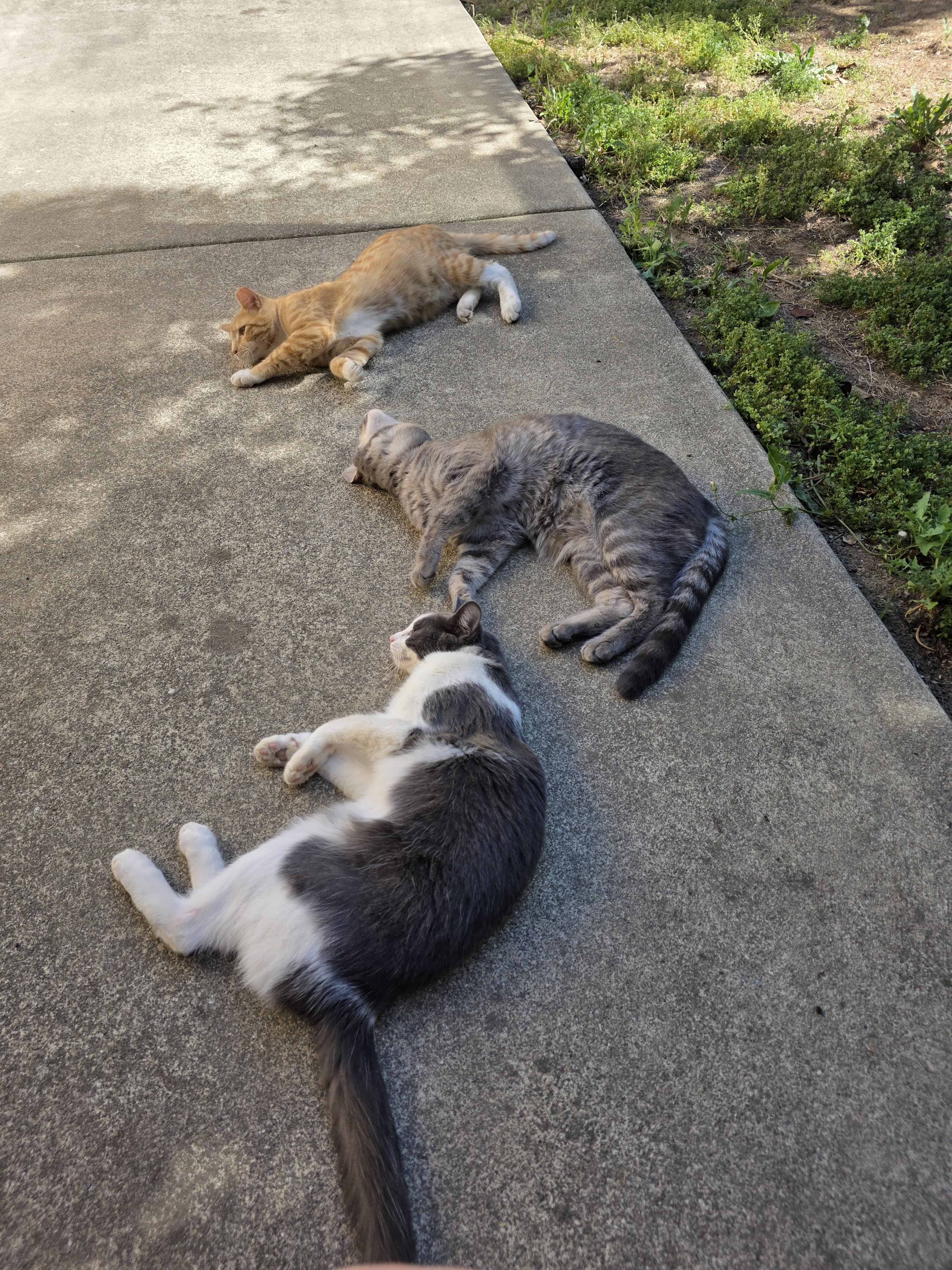 Silver, an adoptable Tabby in Vacaville, CA image 5/6