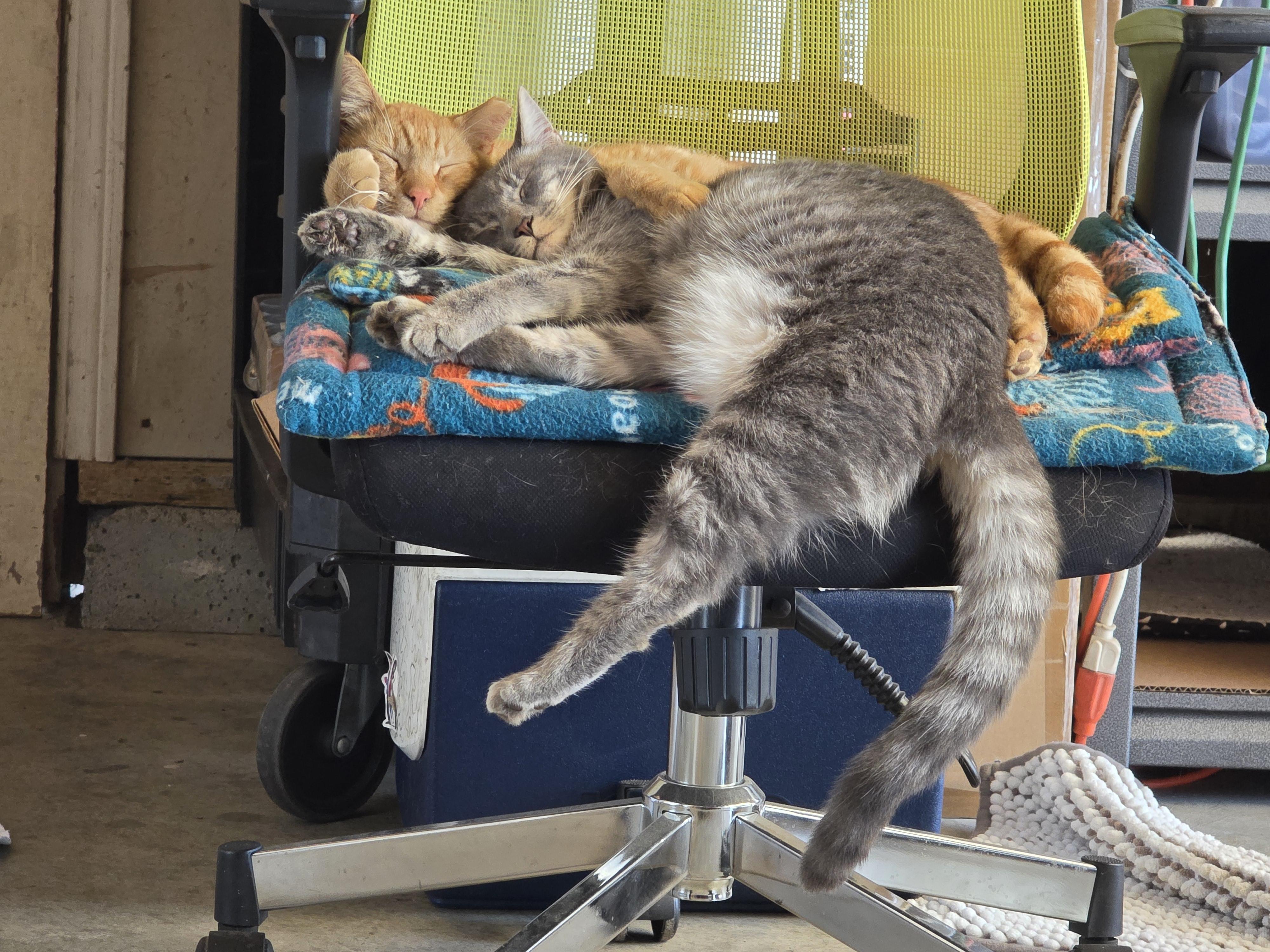 Silver, an adoptable Tabby in Vacaville, CA image 4/6