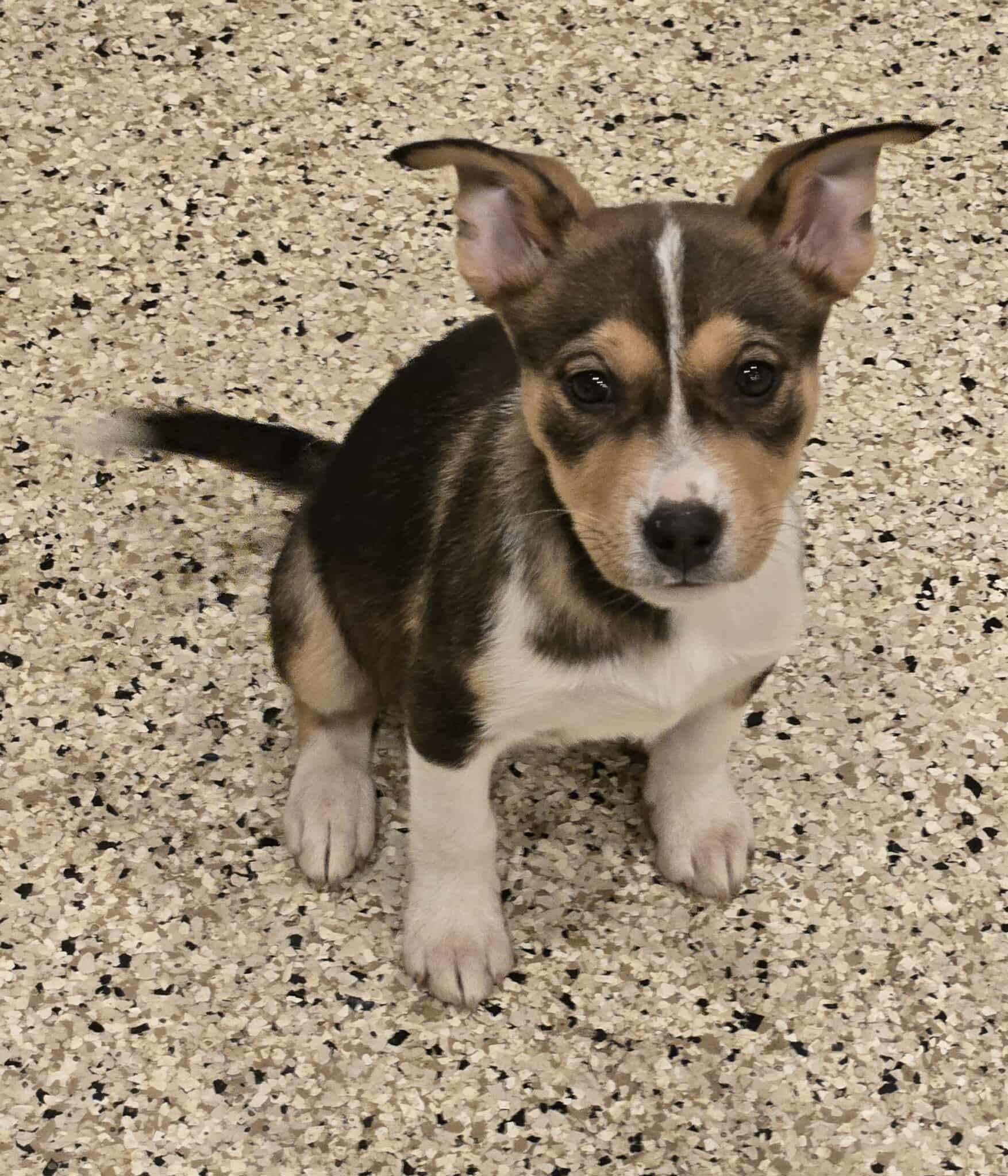 Laila, an adoptable mixed breed in Freeport, IL image 1/2