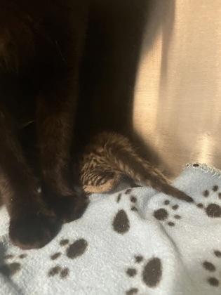 Enlarge Smoke, a Adoptable Domestic Short Hair in Atlanta, GA image 1/1