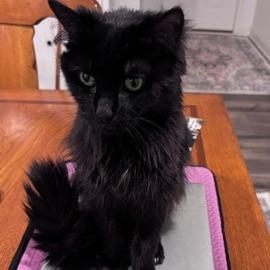 BellaRose C11545, Adoptable, Senior Female Domestic Medium Hair.
