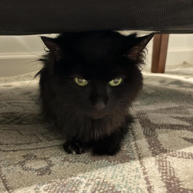 Enlarge BellaRose C11545, a Adoptable Domestic Medium Hair in Blaine, MN image 5/6