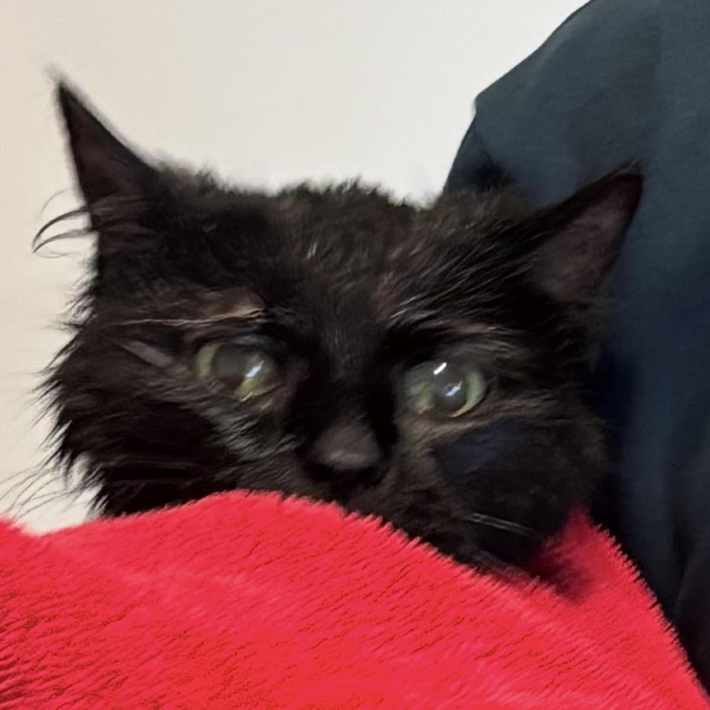 Enlarge BellaRose C11545, a Adoptable Domestic Medium Hair in Blaine, MN image 3/6