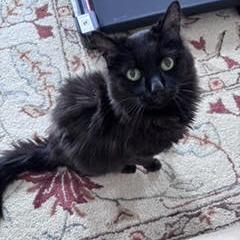 Enlarge BellaRose C11545, a Adoptable Domestic Medium Hair in Blaine, MN image 1/6