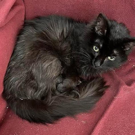 BellaRose C11545, Adoptable, Senior Female Domestic Medium Hair.