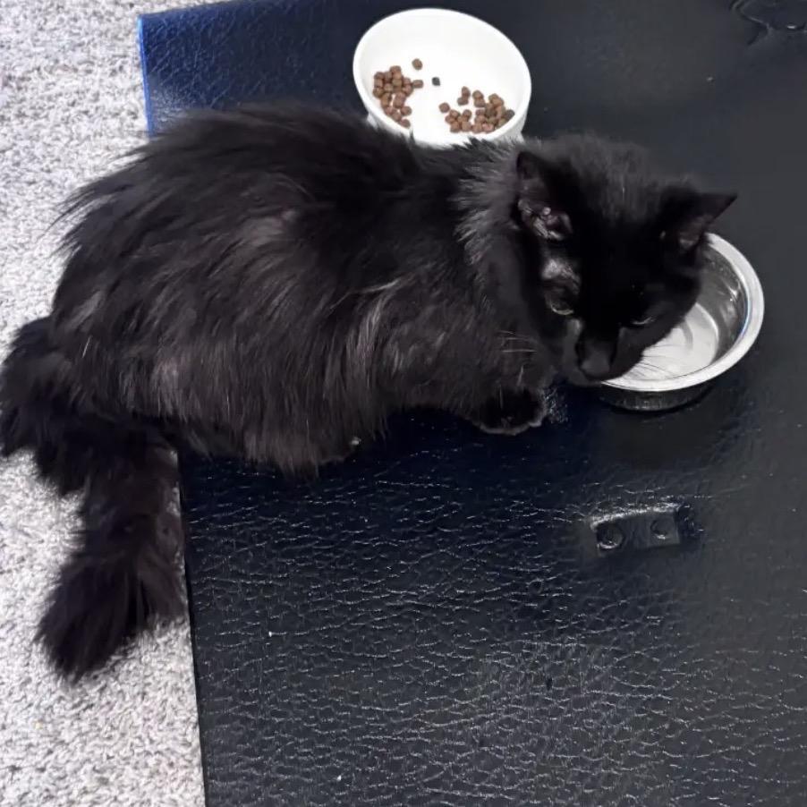 Enlarge BellaRose C11545, a Adoptable Domestic Medium Hair in Blaine, MN image 6/6