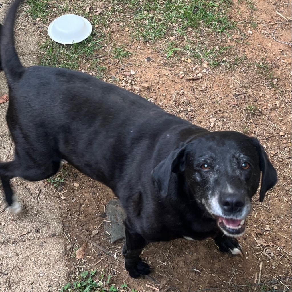 Enlarge Prim, a Adoptable Black Labrador Retriever in Birmingham, AL image 1/1