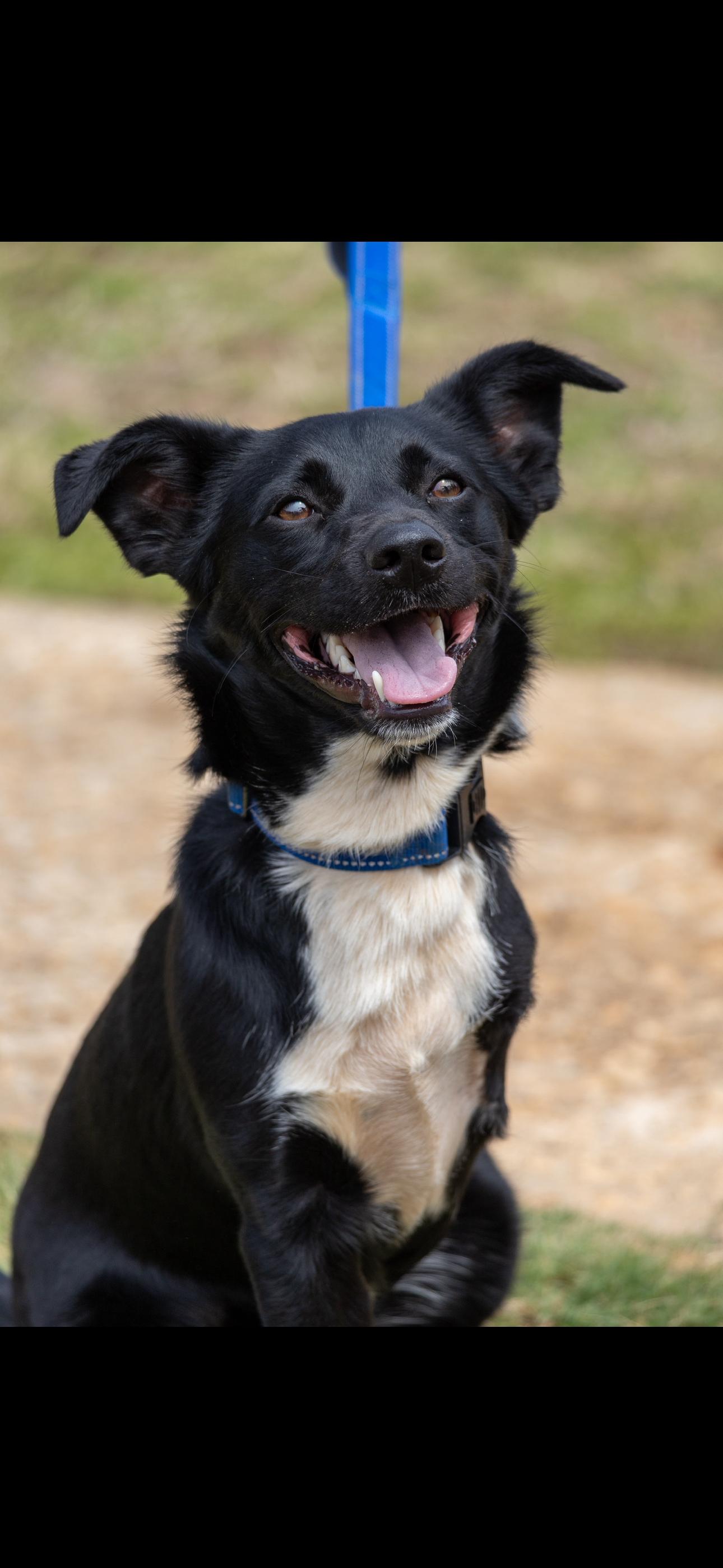 Wall-E, Adoptable, Young Male Terrier.