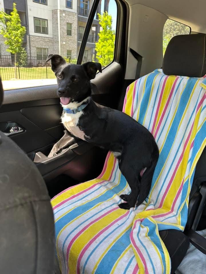 Enlarge Wall-E, a Adoptable Terrier in Locust Grove, GA image 2/3