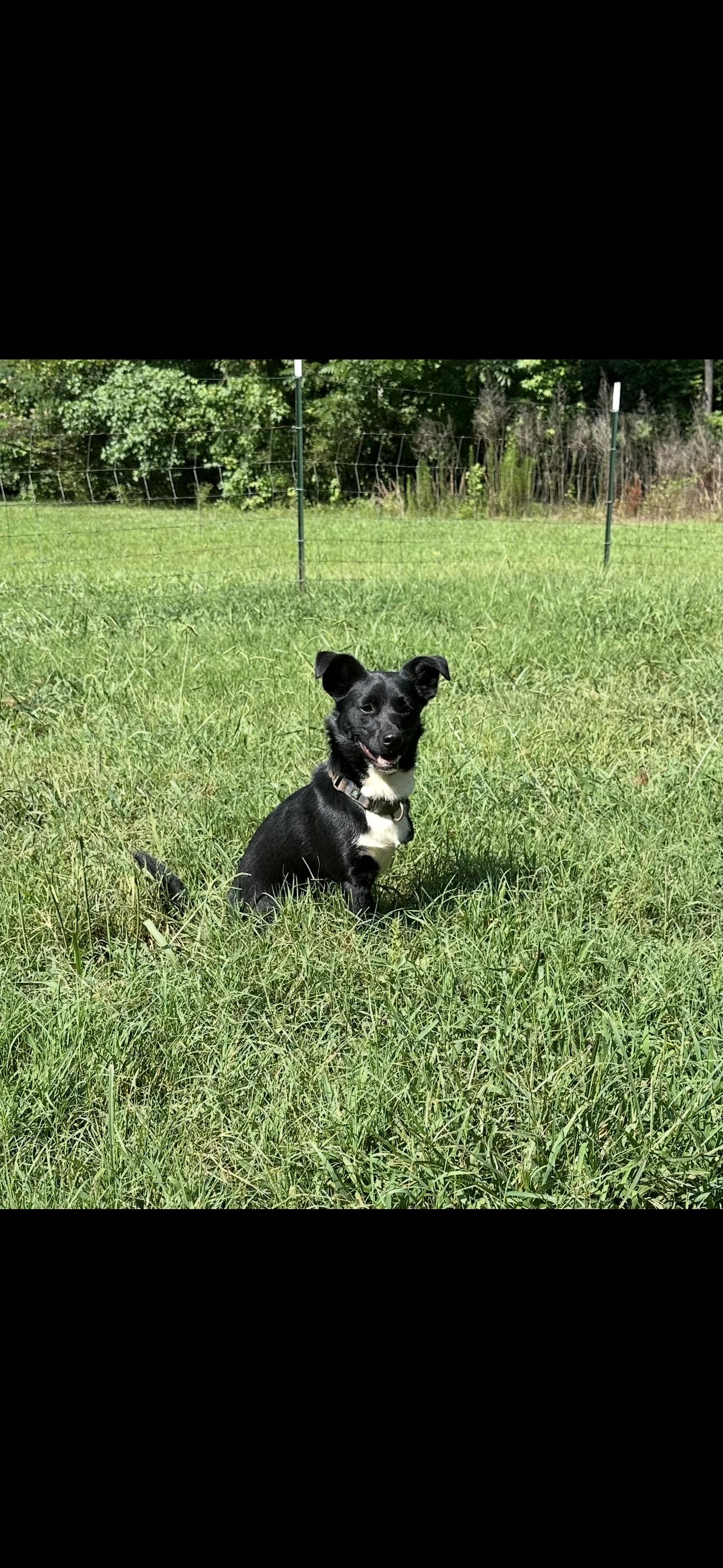 Enlarge Wall-E, a Adoptable Terrier in Locust Grove, GA image 3/3