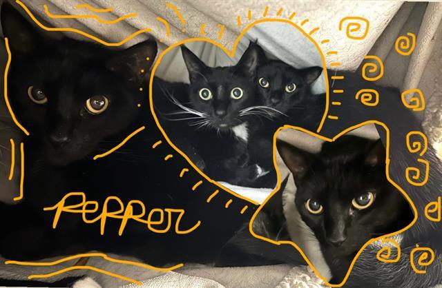 Enlarge PEPPER, a Adoptable Domestic Short Hair in Santa Cruz, CA image 1/1